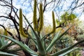 Large yucca plant with yellow buds Royalty Free Stock Photo