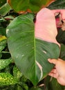 Beautiful and larhe pink and dark green variegated leaf of Philodendron Pink Princess Royalty Free Stock Photo