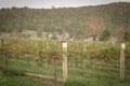 Beautiful late afternoon view at vinyard in Mudgee, New South Wales Royalty Free Stock Photo