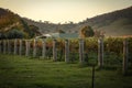 Beautiful late afternoon view at vinyard in Mudgee, New South Wales Royalty Free Stock Photo