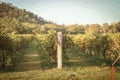 Beautiful late afternoon view at vinyard in Mudgee, New South Wales Royalty Free Stock Photo