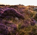 Beautiful late Summer sunrise in Peak District over fields of heather in full bloom around Higger Tor and Burbage Edge Royalty Free Stock Photo