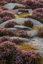 Beautiful late Summer sunrise in Peak District over fields of heather in full bloom around Higger Tor and Burbage Edge