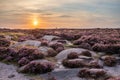 Beautiful late Summer sunrise in Peak District over fields of heather in full bloom around Higger Tor and Burbage Edge