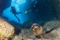Beautiful latina mexican girl diving with sea lions
