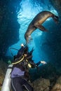 Beautiful latina mexican girl diving with sea lions