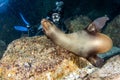 Beautiful latina mexican girl diving with sea lions