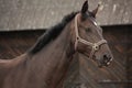 Beautiful latvian breed black horse portrait
