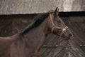 Beautiful latvian breed black horse portrait