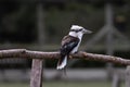 Beautiful laughing kookaburra (Dacelo novaeguineae) standing on a handmade wooden fence in closeup Royalty Free Stock Photo
