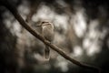 Beautiful Laughing kookaburra (Dacelo novaeguineae) perched on a barren tree branch Royalty Free Stock Photo