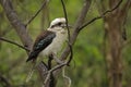 Beautiful Laughing kookaburra (Dacelo novaeguineae) perched on a barren tree branch Royalty Free Stock Photo