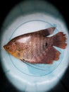 a beautiful laung river tilapia fish