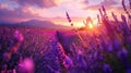 a beautiful lavander field in provence, France, at sunset Royalty Free Stock Photo