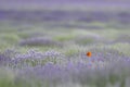 Beautiful lavander field with red poppy in the summer time