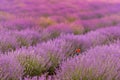 Beautiful lavander field with red poppy in the summer time