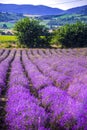 SAmazing lavander filed in the summer