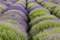 Beautiful lavander field in the summer time