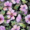 Beautiful lavatera flowers with green leaves against black background. Seamless floral pattern. Watercolor painting.