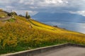 Lavaux region on autumn 6 Royalty Free Stock Photo