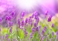 Beautiful lavender bathed in sunlight