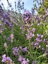 Beautiful lavender so captivates the mans look