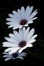 Beautiful lavender daisies in someone`s garden in Israel Royalty Free Stock Photo