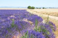 Beautiful lavender field Royalty Free Stock Photo