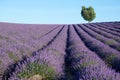 Beautiful lavender field