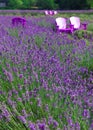 Beautiful lavender field with adirondack chairs, Royalty Free Stock Photo