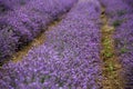Beautiful lavender field Royalty Free Stock Photo