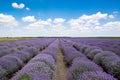 Beautiful lavender field with cloudy sky. Royalty Free Stock Photo