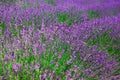 Beautiful lavender field Long Island New York Royalty Free Stock Photo