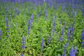 beautiful lavender field, natural background