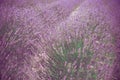 Beautiful lavender field Long Island New York Royalty Free Stock Photo