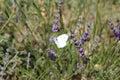 Beautiful lavender field photographing smell butterfly flowers color Royalty Free Stock Photo