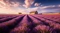 Beautiful lavender field, purple, blue sky, the farm grows lavender