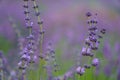 Beautiful lavender field after the rain. Dew drops on lavender flowers close-up. Private lavender growing business for the Royalty Free Stock Photo