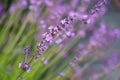 Beautiful lavender field after the rain. Dew drops on lavender flowers close-up. Private lavender growing business for the Royalty Free Stock Photo