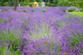 Beautiful lavender field after the rain. Dew drops on lavender flowers close-up. Private lavender growing business for the Royalty Free Stock Photo