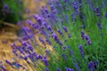 Beautiful lavender field after the rain. Dew drops on lavender flowers close-up. Private lavender growing business for the Royalty Free Stock Photo