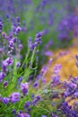 Beautiful lavender field after the rain. Dew drops on lavender flowers close-up. Private lavender growing business for the Royalty Free Stock Photo