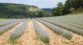 Beautiful Lavender field near the village of Sault Provence France Royalty Free Stock Photo