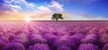 Beautiful lavender field with single tree under amazing sky at sunrise. Banner design Royalty Free Stock Photo