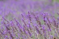Beautiful lavender field in springtime with purple blossoms in full blow for insects like flying bumblebees with the fragrance Royalty Free Stock Photo