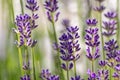 Beautiful lavender field in springtime with purple blossoms in full blow for insects like flying bumblebees with the fragrance Royalty Free Stock Photo