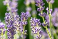 Beautiful lavender field in springtime with purple blossoms in full blow for insects like flying bumblebees with the fragrance Royalty Free Stock Photo