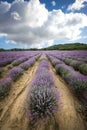 Beautiful lavender field in Bulgaria Royalty Free Stock Photo