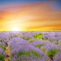 Beautiful Lavender field, sun set and lines Royalty Free Stock Photo