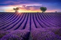 Beautiful lavender field at sunset. Royalty Free Stock Photo